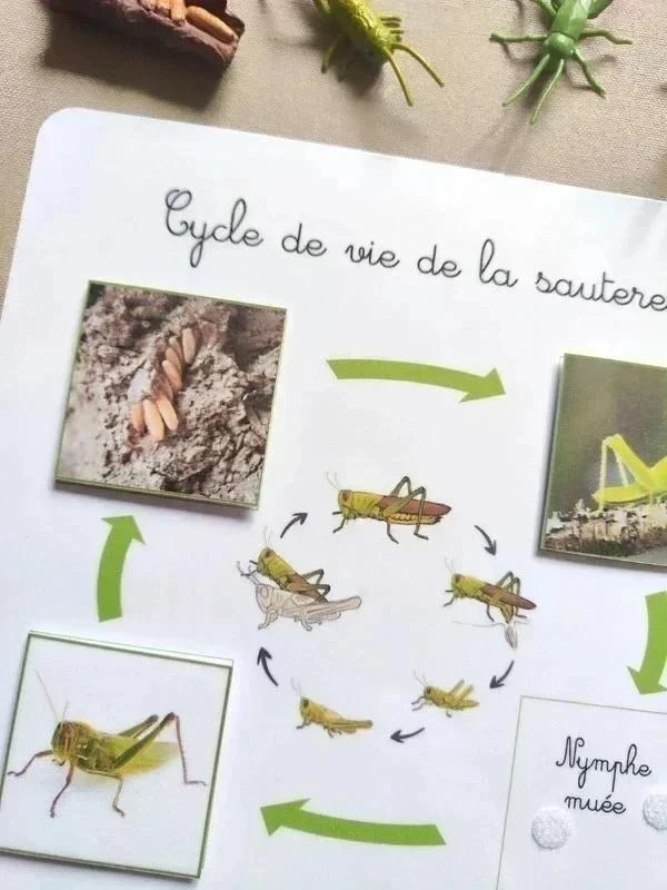 Kit cycle de vie de la sauterelle – photo 4